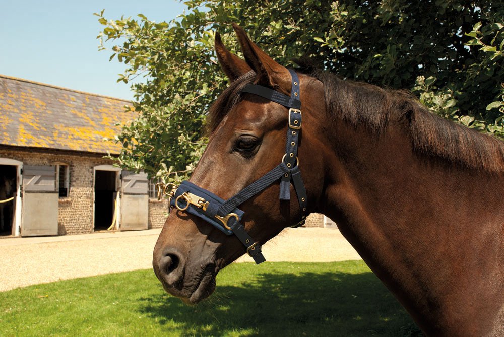 Rhinegold Supersoft Padded Lunge Rein