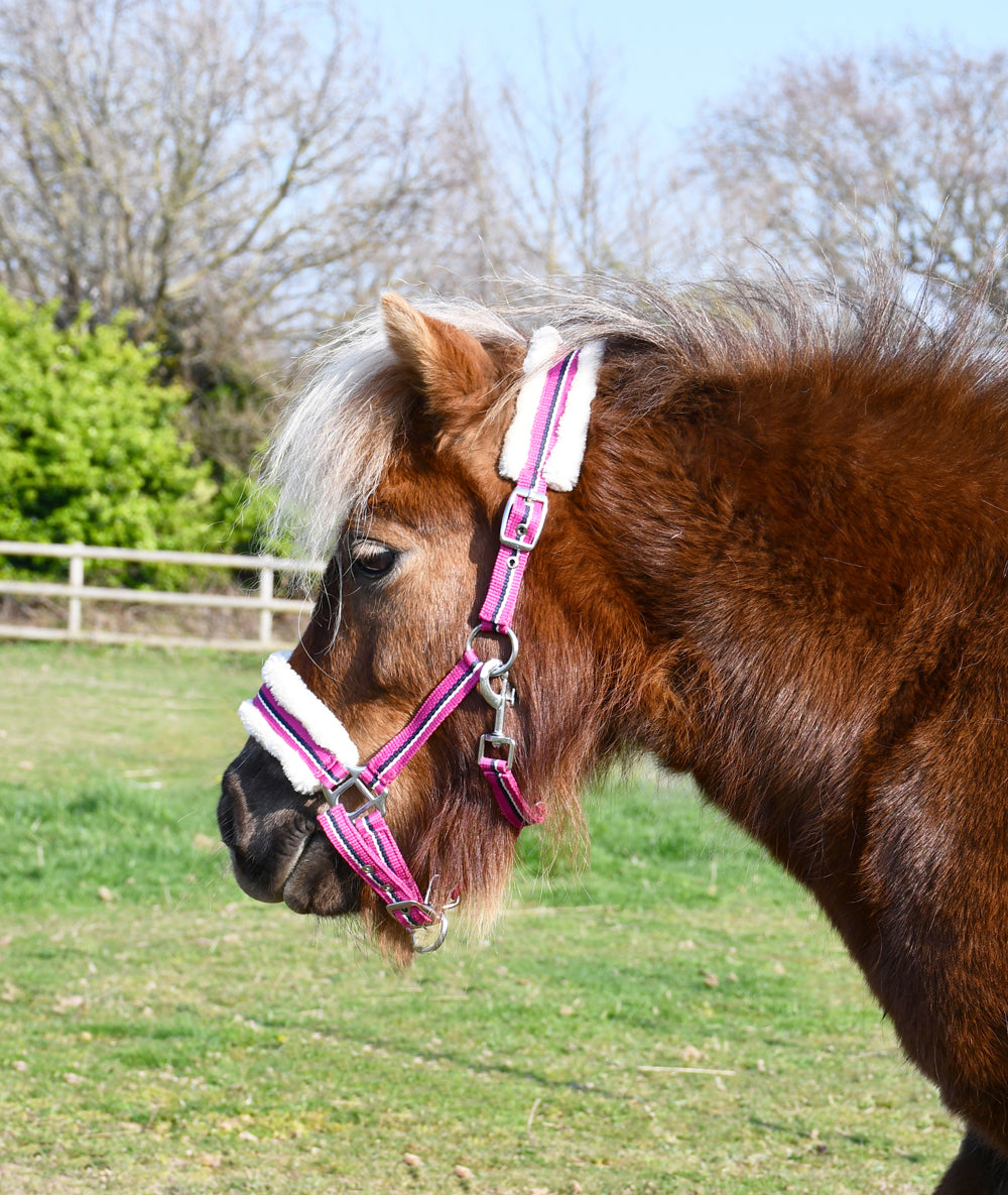 Rhinegold Bright Striped Fur Trim Headcollar - Mini, Shetland & Pony