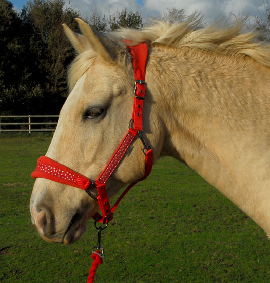 Rhinegold Star Spangled Headcollar & Rope Set