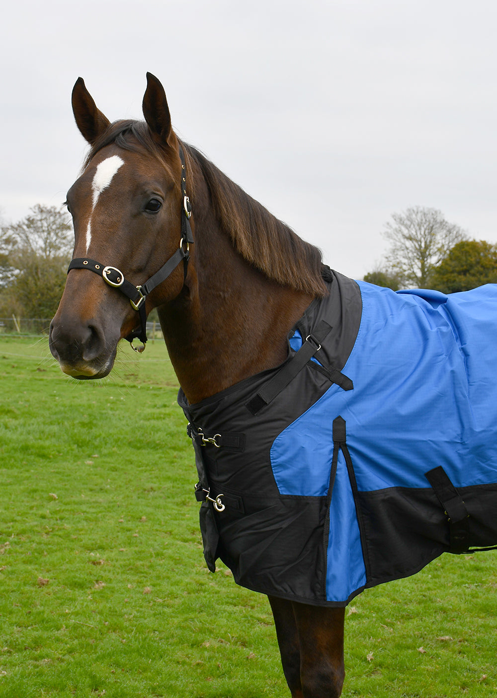 50gsm Rhinegold Phoenix Outdoor Rug