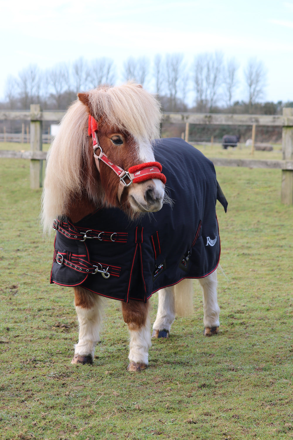 350gsm Rhinegold Mini Thor Outdoor Rug